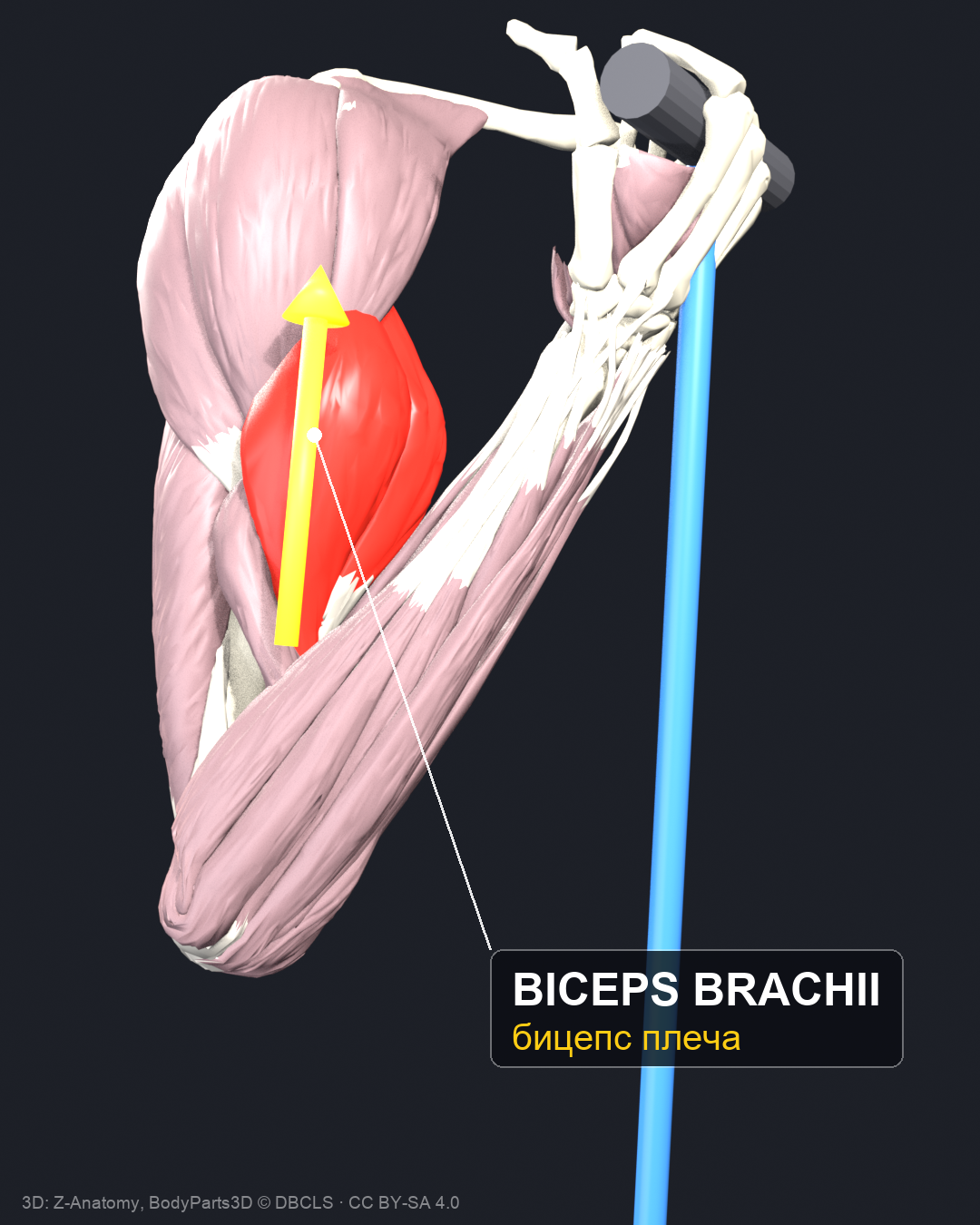 Anatomical close-up of the biceps contracting, highlighted in red with an arrow showing the line of pull